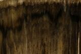 Polished, Petrified Wood (Metasequoia) Stand Up - Oregon #152370-2